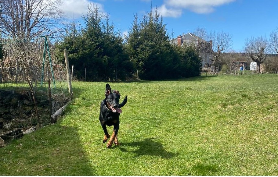 Bannière avec un chien qui court