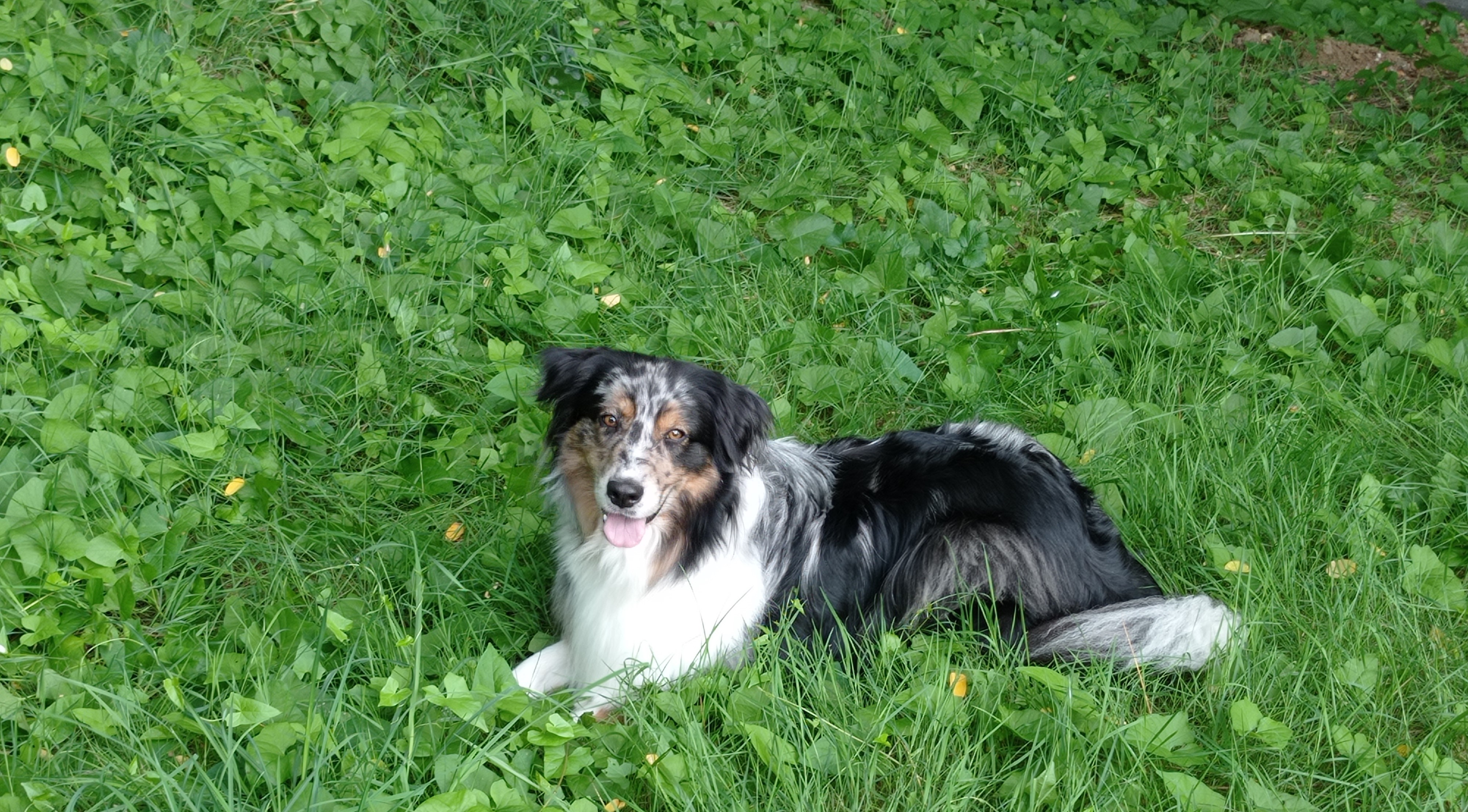 Bannière avec un chien allongé dans l'herbe