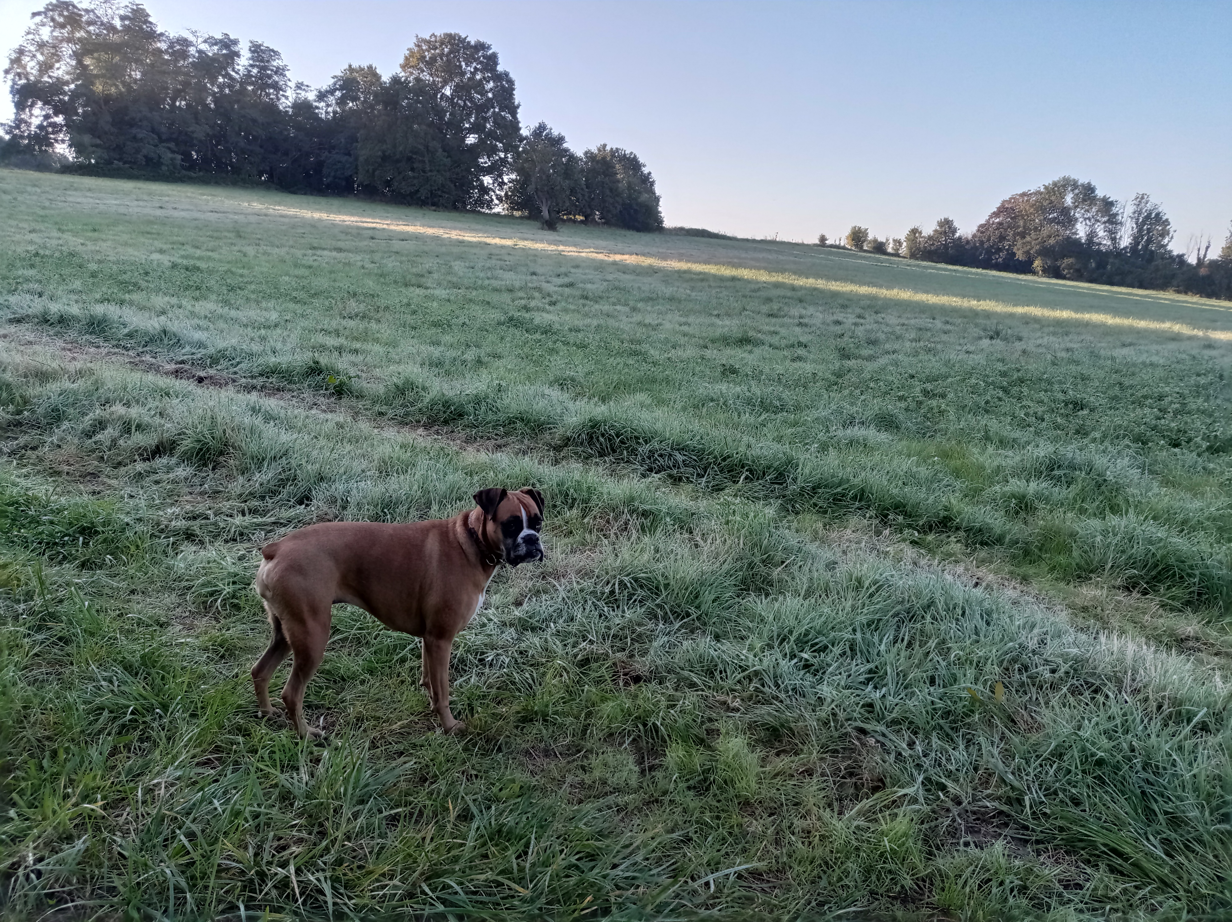 Bannière avec un chien dans un champs
