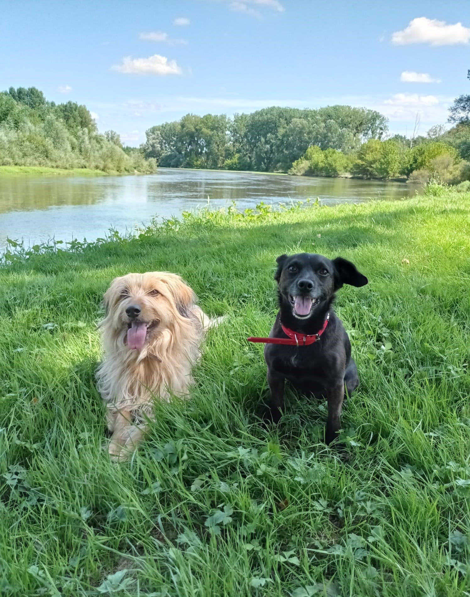 Bannière avec deux chiens dans l'herbe près de l'eau