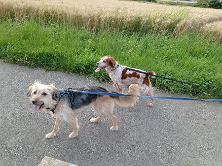 Deux chiens en laisse en balade